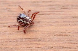 Tick Identification 101: How to Spot and Differentiate Common Tick Species